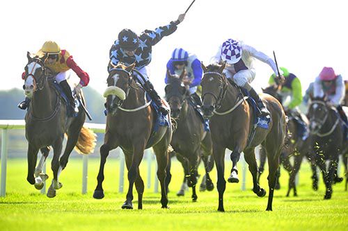 Golden Pearl, centre, beats Clear Cut, right, in Fairyhouse