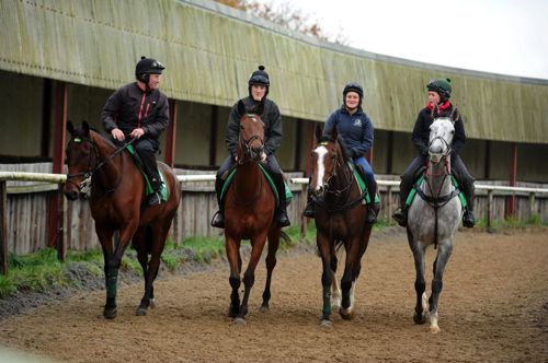 Road To Riches (second from left) in Noel Meade's yard