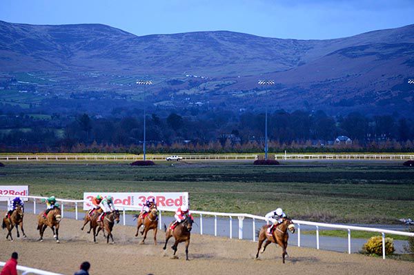Rivellino (noseband) leads them home under the Cooley Mountains