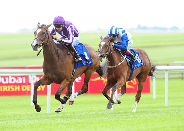 Happily strides on in the Curragh
