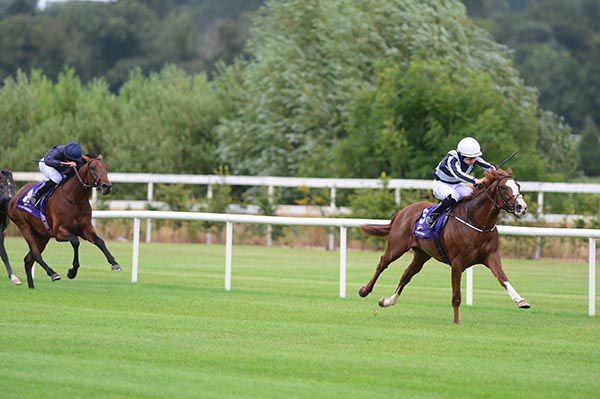 FREE SOLO and Shane Foley winning in style at Leopardstown
